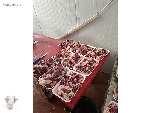 Pets & Livestock / Small Livestock / Rams