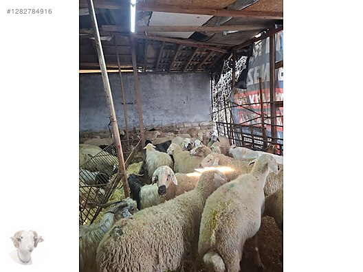 Pets & Livestock / Small Livestock / Rams