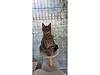 KISIR, AŞILI VE UYSAL OĞLAN YUVA ARIYOR #1283785831