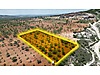 DEĞİŞİM'DEN ZEYTİNLİ'DE KÖRKÜN İMARA 800m MESAFEDE FIRSAT ARSA