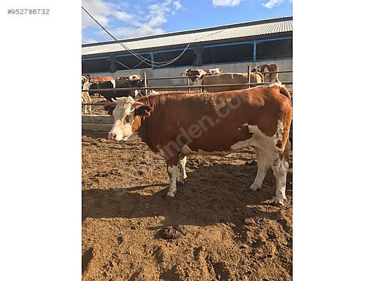 ciftlikten satilik simental holstein sut inekleri turkiye nin ucretsiz ilan sitesi sahibinden com da 952786732 ciftlikten satilik simental holstein sut inekleri turkiye nin ucretsiz ilan sitesi sahibinden com da 952786732