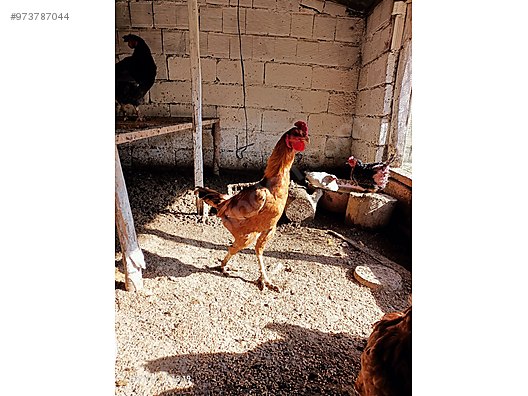 J3hbe0xvujgalm J3hbe0xvujgalm