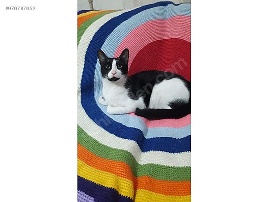 kedi bombay minik oglana yuva sahibinden comda 976787652 kedi bombay minik oglana yuva sahibinden comda 976787652