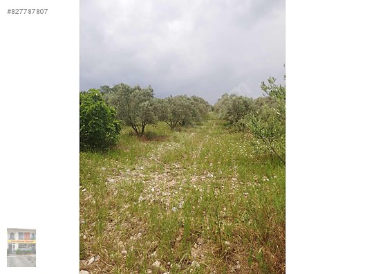 1264 Metre Satilik Arsa Kiraz Bahcesi Buca Belenbasi Satilik Arsa Ilanlari Sahibinden Com Da 882536679