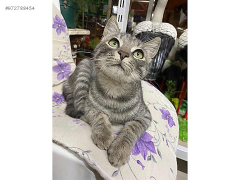 Kedi Tekir Duman Yuvasini Ariyor Sahibinden Comda 972788454