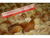 Kocaeli Satilik Tavuk Cinsleri Ve Fiyatlari Sahibinden Com Da 3