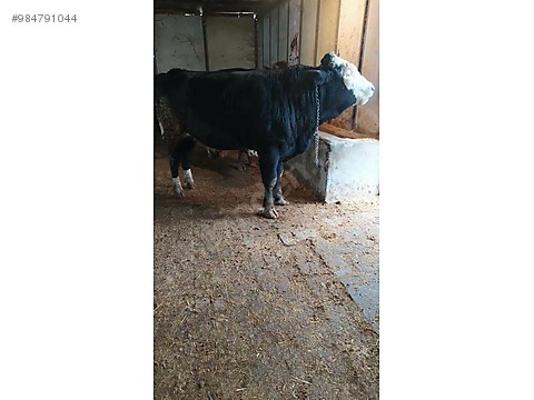 boga 32 adet uygun fiyata toplu satilik kurbanlik sahibinden comda 984791044 boga 32 adet uygun fiyata toplu satilik kurbanlik sahibinden comda 984791044