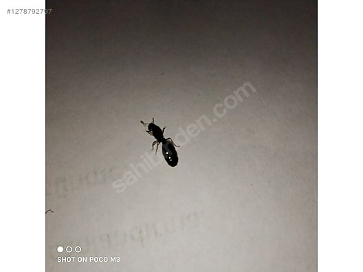 Hayvanlar Alemi / Böcekler / Karınca