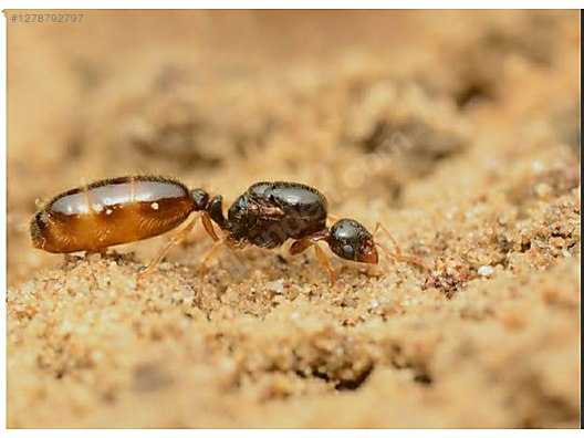 Hayvanlar Alemi / Böcekler / Karınca