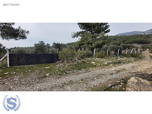 soke doganbey de deniz manzarali 3 400 m zeytinlik satilik arsa ilanlari sahibinden com da 907794381