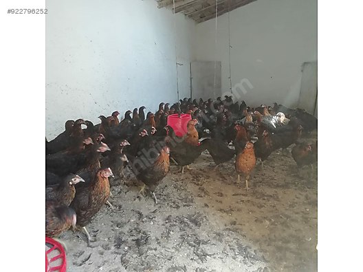 Tavuk Sahibinden Yumurta Tavugu Ve 16 17 Haftalik Yarkalar Sahibinden Comda 922796252