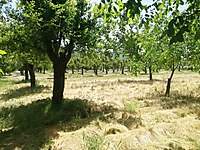 Golcuk Mh Satilik Arsa Ilanlari Ve Fiyatlari Sahibinden Com Da