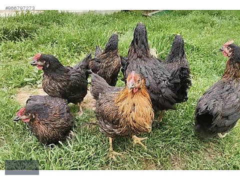 Chickens Ataks Yumurta Tavugu Asilari Tam Ucretsiz Teslimat Kapida Odeme At Sahibinden Com 966797273 Chickens Ataks Yumurta Tavugu Asilari Tam Ucretsiz Teslimat Kapida Odeme At Sahibinden Com 966797273