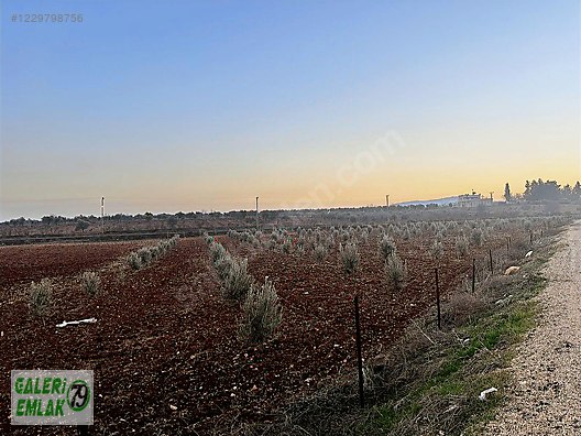 SALABIYANDA ASVAL ÜSTÜ 3 CEPHELİ ELEKTİRİK SU MEVCUT BAĞ EVLİK #1229798756