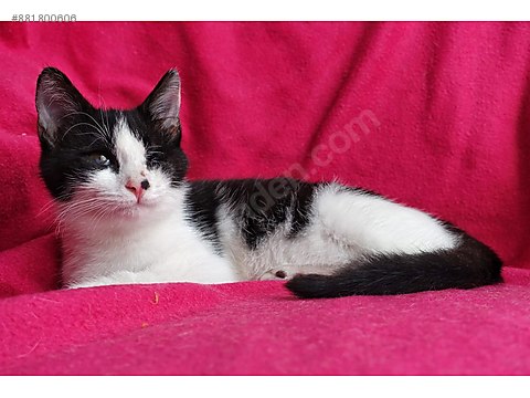 Kedi Bombay Romeo Tuxedo Smokin Cinsi Sans Kedisi Sahibinden Comda 881800606