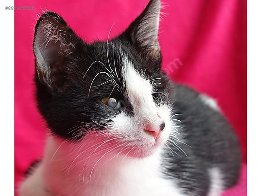 Kedi Bombay Romeo Tek Goz Engelli Tuxedo Smokin Sahibinden Comda 881800606
