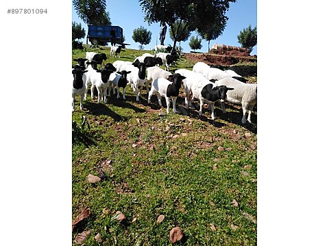 sheep dorper koyun kuzu ve koc satislari baslamistir at sahibinden com 897801094 sheep dorper koyun kuzu ve koc satislari baslamistir at sahibinden com 897801094