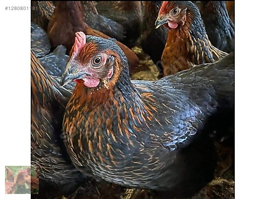 Hayvanlar Alemi / Kümes Hayvanları / Tavuk