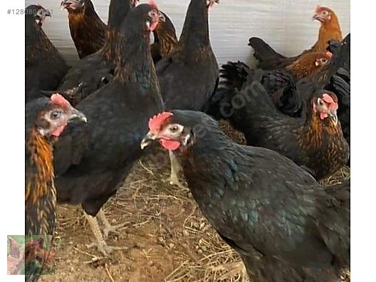 Hayvanlar Alemi / Kümes Hayvanları / Tavuk