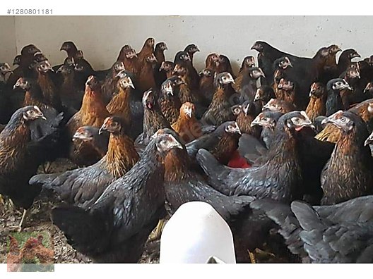 Hayvanlar Alemi / Kümes Hayvanları / Tavuk