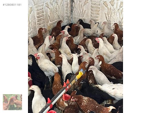 Hayvanlar Alemi / Kümes Hayvanları / Tavuk