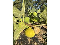 SÜZME 28-32 ADETLİ KALİTE DAL KURUSU DAĞ İNCİRİ