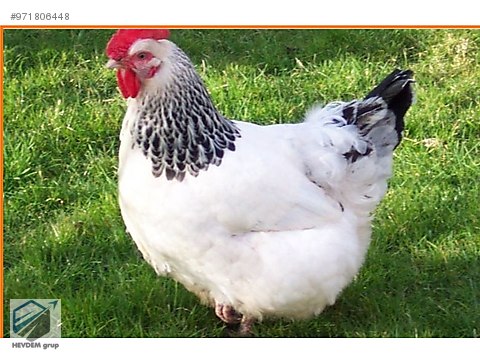 Tavuk Ataks Lohman Tinted Sussex Yumurta Tavuklari Adrese Teslim Sahibinden Comda 971806448 Tavuk Ataks Lohman Tinted Sussex Yumurta Tavuklari Adrese Teslim Sahibinden Comda 971806448