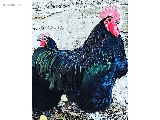 Tavuk Saf Avustralya Australorp Sahibinden Comda 969807052 Tavuk Saf Avustralya Australorp Sahibinden Comda 969807052