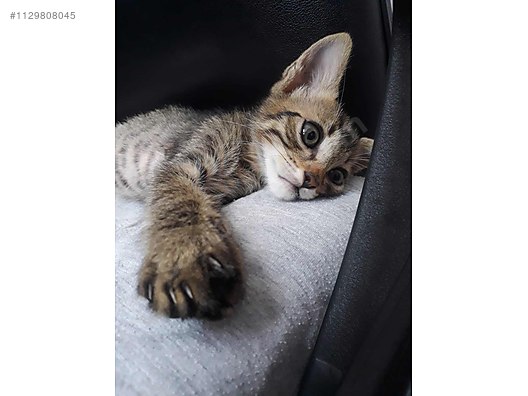 kedi ve yavru kedi resimleri