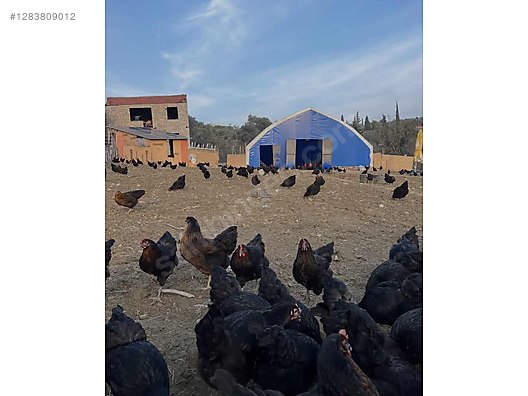 Pets & Livestock / Poultry & Fowl / Chickens