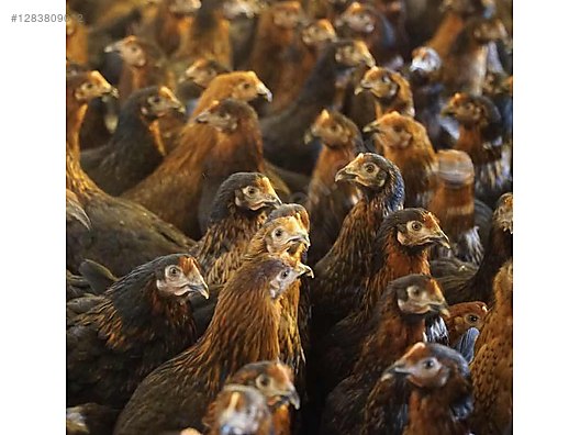 Pets & Livestock / Poultry & Fowl / Chickens