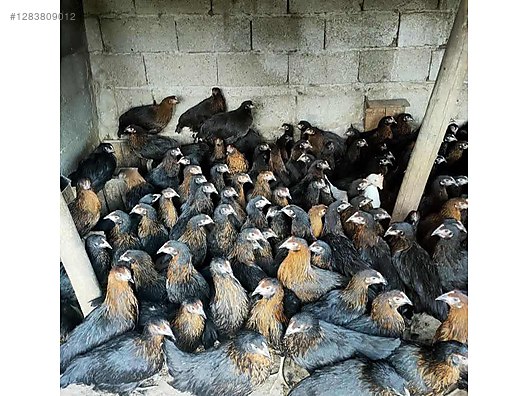 Pets & Livestock / Poultry & Fowl / Chickens