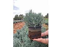 5 Litrelik Saksıda Lavanta Fidesi Büyük Boy Bahçe ve Peyzaj