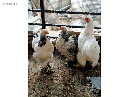 6tcjnq7drypqtm 6tcjnq7drypqtm