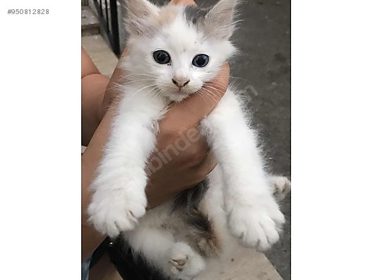 kedi van ucretsiz ucretsiz kedi sahiplendirme beyaz cok guzel kardesler sahibinden comda 950812828