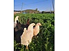 Pets & Livestock / Poultry & Fowl / Chickens