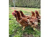 Pets & Livestock / Poultry & Fowl / Chickens