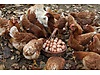 Pets & Livestock / Poultry & Fowl / Chickens