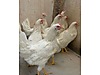 Pets & Livestock / Poultry & Fowl / Chickens