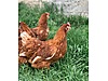 Pets & Livestock / Poultry & Fowl / Chickens