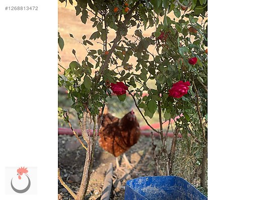 Pets & Livestock / Poultry & Fowl / Chickens