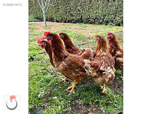 Pets & Livestock / Poultry & Fowl / Chickens