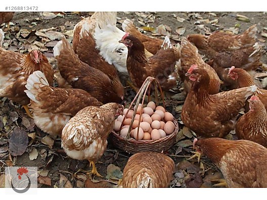 Pets & Livestock / Poultry & Fowl / Chickens