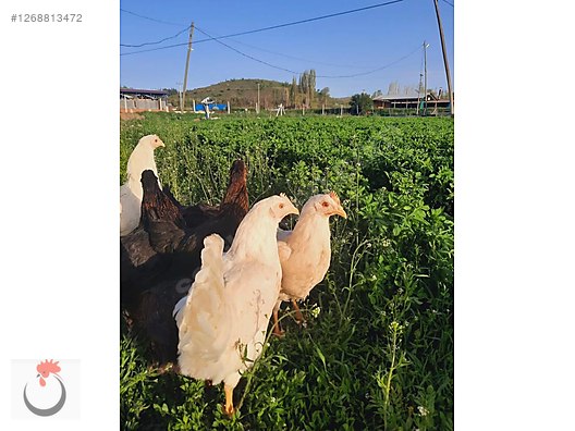 Pets & Livestock / Poultry & Fowl / Chickens