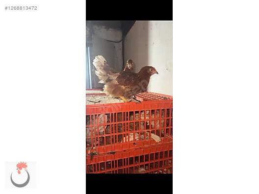 Pets & Livestock / Poultry & Fowl / Chickens