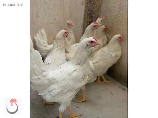 Pets & Livestock / Poultry & Fowl / Chickens