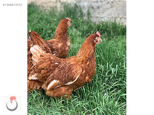 Pets & Livestock / Poultry & Fowl / Chickens