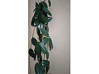 cicekli bitki bitki cicek bahce malzemeleri sahibinden com da