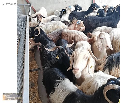 Pets & Livestock / Small Livestock / Goats