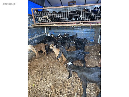 Goat Yeanling Satilik Halep Sut Oglagi 40 Adet At Sahibinden Com 898815531